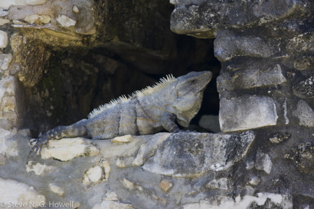 ... and homes for Spiny-tailed Iguanas.