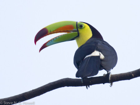 ...to the unavoidably colorful Keel-billed Toucan.