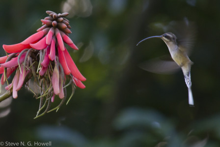 Or enjoy a flashing view of the Long-billed (formerly Long-tailed) Hermit stopping to inspect a brilliant blossom.
