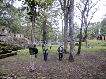 The ruins at Yaxchil&aacute;n offer a great backdrop to some great birding