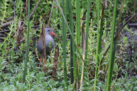 ...and even some endangered species like Bogota Rail...