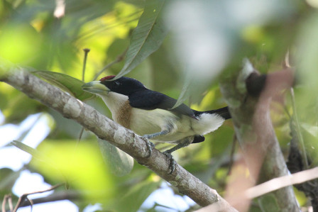 We'll be looking for a host of Colombian endemics (here a White-mantled Barbet)...
