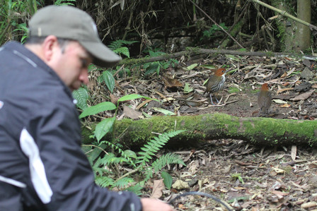 We'll also visit antpittas feeding station, where we could see Chestnut-crowned Antpitta at arms length...