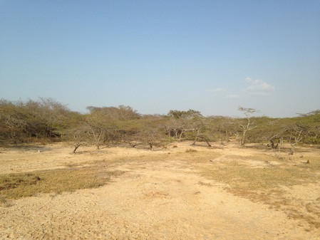 ...and to dry (and very hot) shrubby habitat in the Guajira Peninsula.