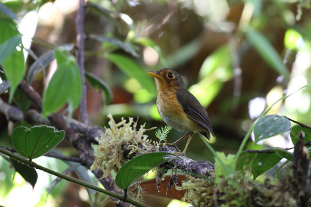 We will of course also look for antpittas in 'the wild', like this Ochre-breasted Antpitta seen at Las Tangaras.