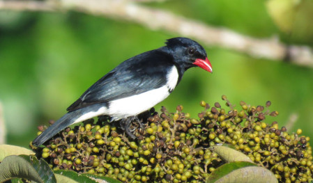 ...Red-billed Pied Tanager...