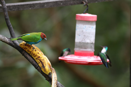 We'll visit more than 10 feeding stations, each attracting many species including tanagers (here a Bay-headed)...