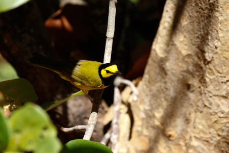 ... with many wintering North American migrants around the cabins, such as Hooded Warbler...