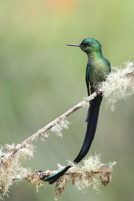 ...or the elegant Long-tailed Sylph.
