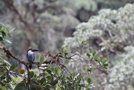 In order to truely appreciate the amazing Colombian bird diversity (here a Black-billed Mountain-toucan)...