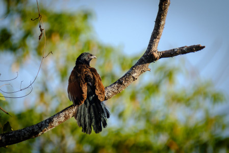 while the Greater Coucal is more widespread...