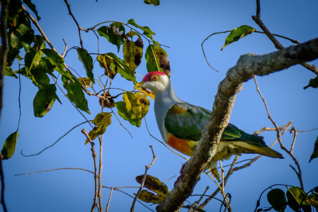 the gorgeous Wallace's Fruit-Dove is named for the famed naturalist...