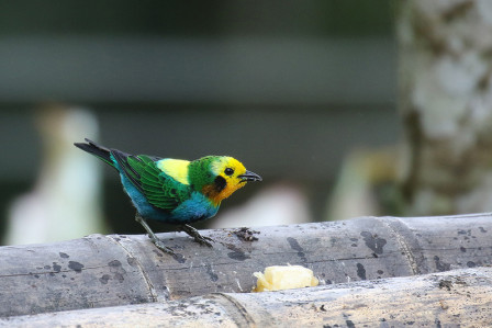 ...as well as superb tanagers like Multicolored Tanager, another endemic to the Choco.