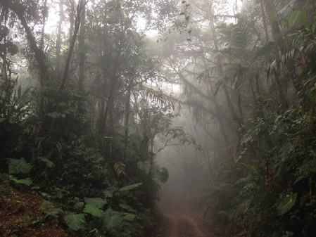 We'll experience the atmosphere and high diversity of some cloud forest...