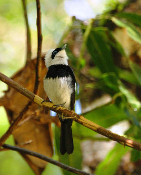 and more widespread ones like this Pied Monarch