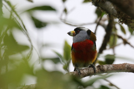 The bird diversity is impressive and 60+ species are endemic to the Choco ecoregion lincluding Toucan Barbet...