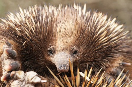 and perhaps even an Echidna or two.
