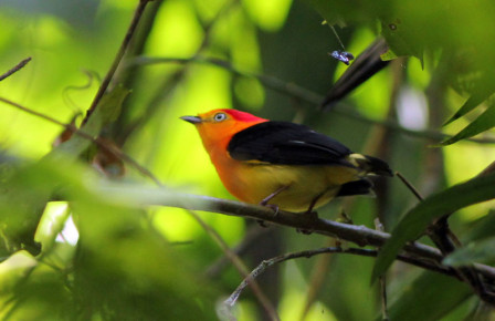 In some gallery forests at the end our itinerary Band-tailed Manakin is a regular sight.