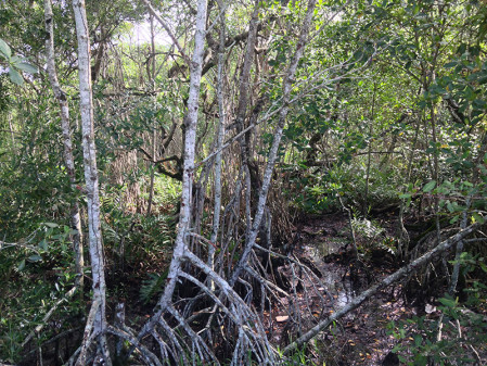 ...and even mangroves near Porto Seguro.
