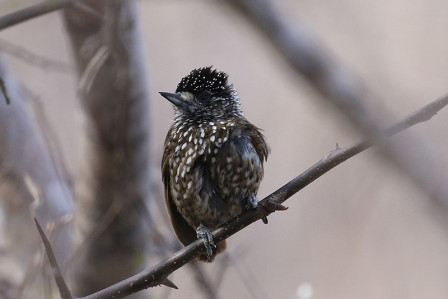 ...or the lovely Spotted Piculet.