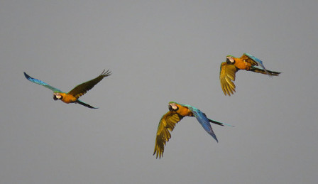 We won't be able to ignore the afternoon flight of macaws heading to their roost, dominated by the gorgeous Blue-and-yellow Macaws.