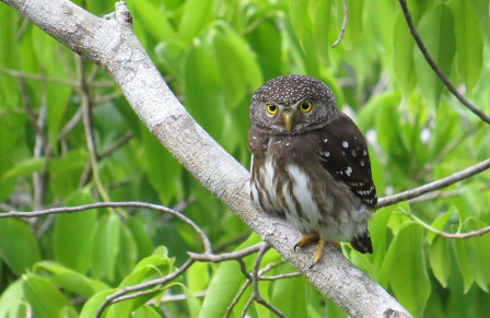 Another very scarce bird is Subtropical Pygmy-Owl, and Sadiri Lodge is one of the best places to look for it.