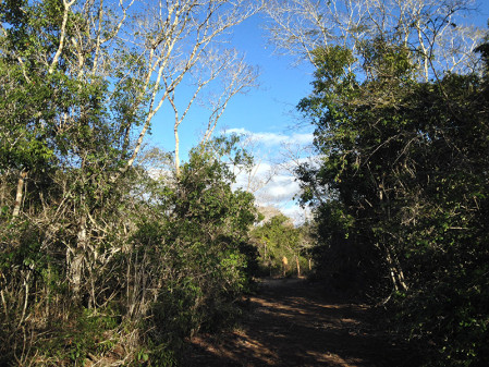 ...dry forests such as those near Boa Nova...