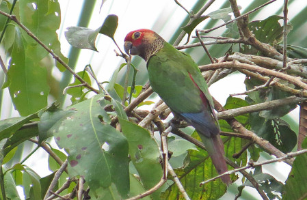 We'll have to be very lucky for a Rose-fronted Parakeet to perch well enough to see its distinctive plumage.