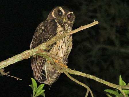 We&rsquo;ll take a few night walks, where you never know what you&rsquo;ll find &ndash; here an Amazonian Mottled Owl.