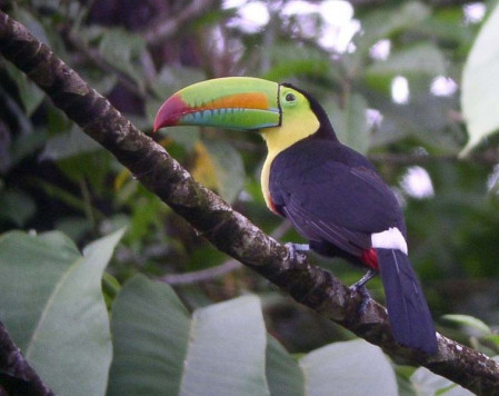 Surprisingly common here, Keel-billed Toucan never fails to please...