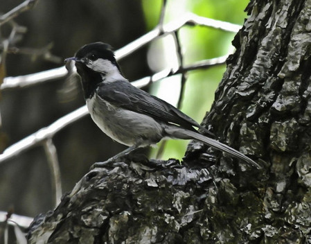 ...the even more range-restricted Mexican Chickadee found only in two small mountain groups...