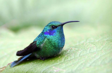 ...such as this Green Violetear... (gb)