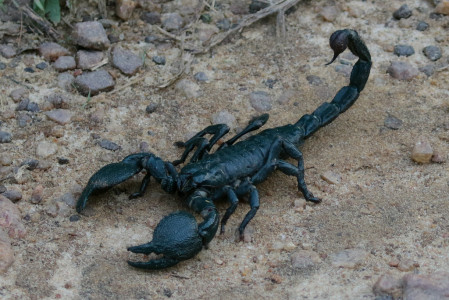 It's a good idea to keep one eye on the ground around the forests, as not only this gorgeous (and green!) Emperor Scorpion could be lurking, but ants are a regular feature of the trails. 