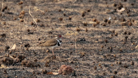 Out in the bush, Forbes's Plover can be difficult to locate. Searching burnt areas is likely to produce dividends though.