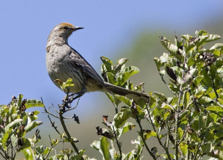 ...and Chilean Mockingbirds sometimes dust their heads with golden pollen.