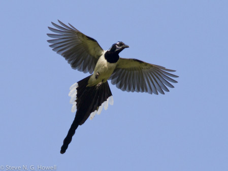 ...the stunning Black-throated Magpie-Jay...
