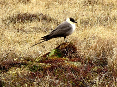 ...and Long-tailed Jaeger...