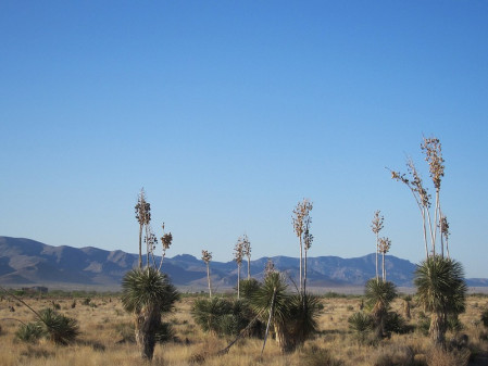 ...and even the yucca grasslands of the Chihuahuan desert.