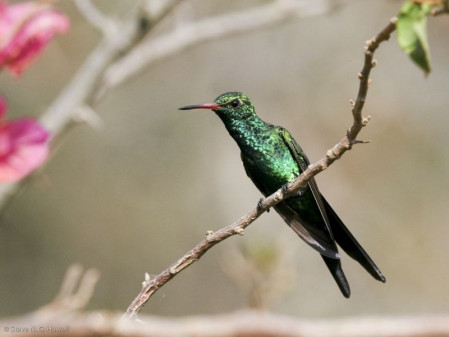 Birds around Tuxtla Gutierrez, our starting point, include Canivet&rsquo;s Emerald...
