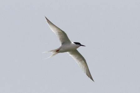 ...and host to feeding Roseate Terns... (jl)