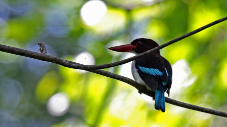 We have another chance of Chocolate-backed Kingfisher here,