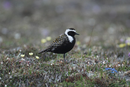 The tundra will be full of superb birds such as American Golden Plover...