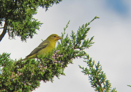 Birds might include Western Tanager&hellip;