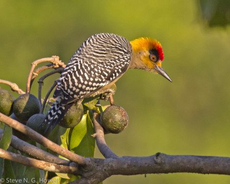...and the handsome Golden-cheeked Woodpecker.