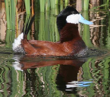 ...and a profusion of grebes and ducks, including the dapper male Ruddy Duck.