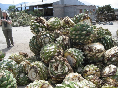 In the Oaxaca Valley, cut hearts of agave are a characteristic sight of a mezcal factory...  (jb)