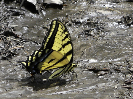 ...and look at everything that crosses our path, like this Two-tailed Swallowtail...