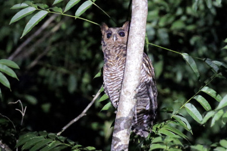 and the nocturnal king of the forest is the Fraser's Eagle-owl.