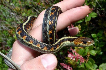 Tours with Rich Hoyer are always a complete natural history experience, here showing a Red-spotted Garter Snake...