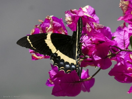 ...and butterflies including the stunning Garamas Swallowtail...